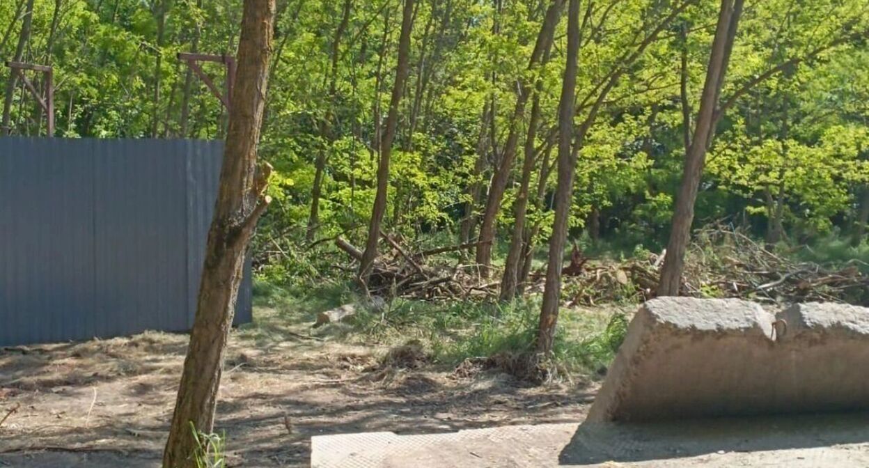 Вырубка деревьев в вековой роще в поселке Каяльском. Фото: https://rostovgazeta.ru/news/2025-06-16/nachalnika-mku-ugochs-poymali-na-vzyatke-v-rostovskoy-oblasti-5413298